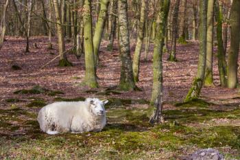 Sheep with a thick winter resting in a forrest