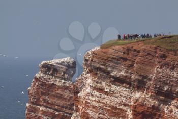 Photographers are photographing gannets on Helgoland