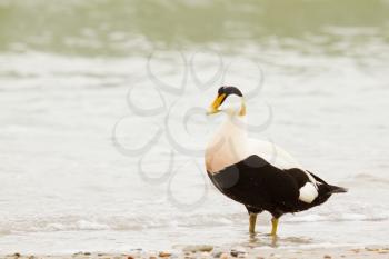 A common eider on the beach