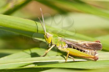 A grasshopper on the grass in Belgium