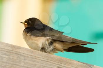 A young swallow on a roof
