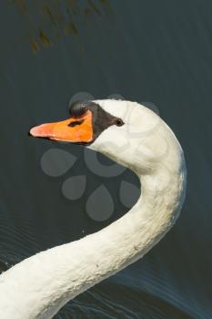 A closeup of a swan