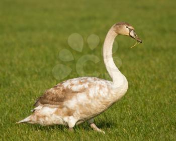 A young swan in a green field