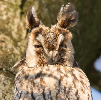 A sleeping long-eared owl in a tree