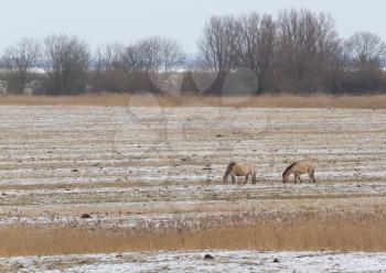 Two grazing Konik horses