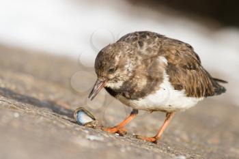 Close-up of a Ruddy Turnstone