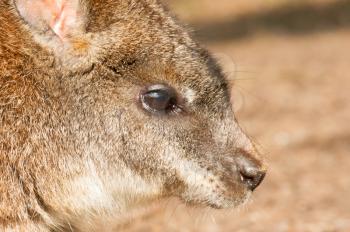 A close-up of a parma wallaby in a dutch zoo