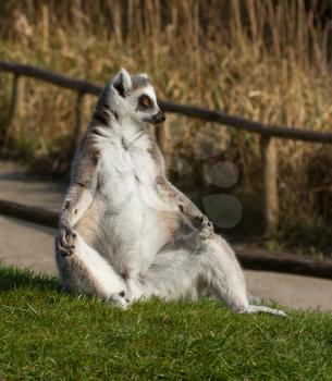 Ring-tailed lemur (Lemur catta) in a dutch zoo