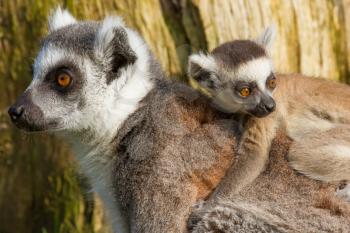 Ring-tailed lemur (Lemur catta) in a dutch zoo