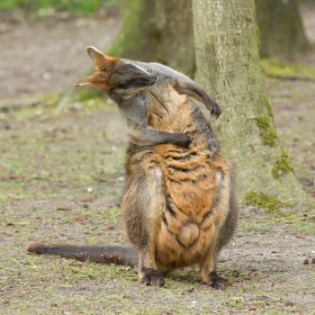 Close-up swamp wallaby in a dutch zoo