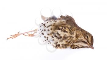 Dead song thrush on a white background