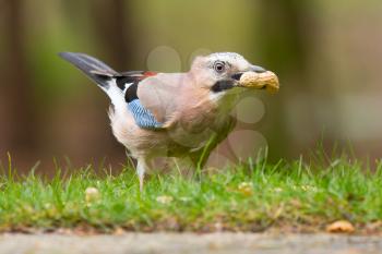 A Jay bird (Garrulus glandarius) is eating a peanut