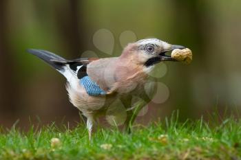 A Jay bird (Garrulus glandarius) is eating a peanut