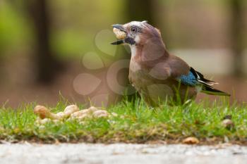 A Jay bird (Garrulus glandarius) is eating a peanut