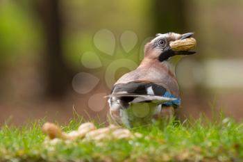 A Jay bird (Garrulus glandarius) is eating a peanut