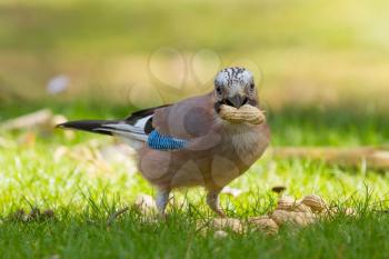 A Jay bird (Garrulus glandarius) is eating a peanut