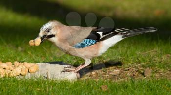 A Jay bird (Garrulus glandarius) is eating a peanut