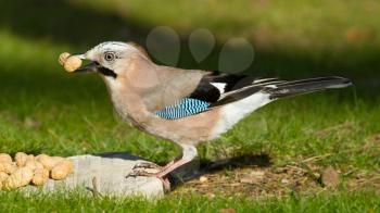 A Jay bird (Garrulus glandarius) is eating a peanut