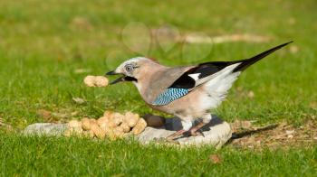 A Jay bird (Garrulus glandarius) is eating a peanut