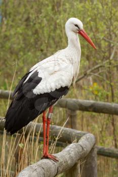 A stork in a zoo standing on a fence (Holland)