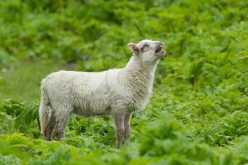 Little lamb in a wild green field