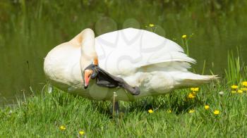 Swan in a funny position on the grass