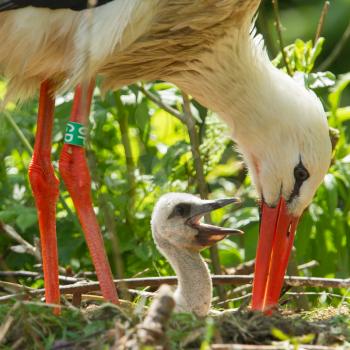 Young stork on it's nest (zoo, Holland)