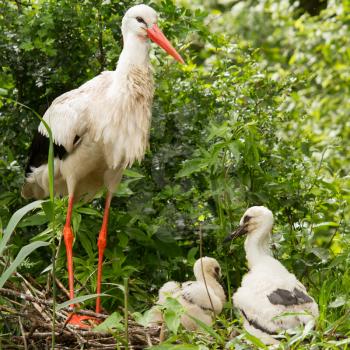 Stork with two chicks in a nest (Holland)