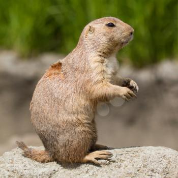 Close-up of a cute prairie dog(Holland)