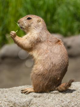 Cute prairie dog eating eating grass (Holland)