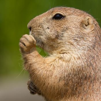 Cute prairie dog eating eating grass (Holland)