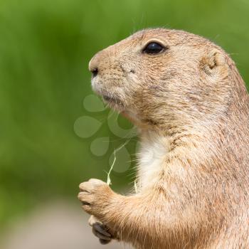 Cute prairie dog eating eating grass (Holland)