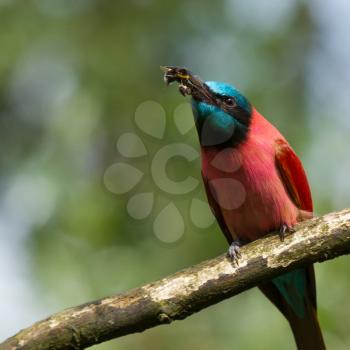 Northern Carmine Bee-Eater is eating a bumblebee