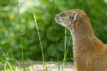 Close-up of a yellow mongoose (cynictis penicillata) in captivity