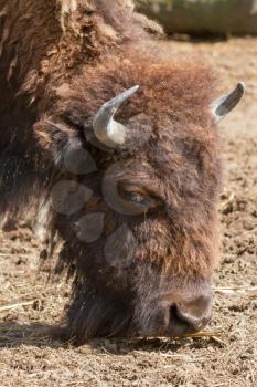 American bison (Bison bison) in a dutch zoo