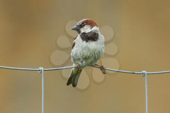 Sparrow sitting on a metal fence (Holland)