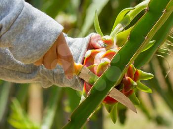 Woman harvesting a ripe dragon fruit from a cactus