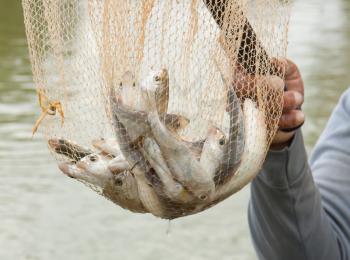 Fisherman hold a net with several small fish in it (Vietnam)