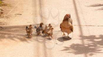 Adult hen and her newly hatched chickens on a concrete path