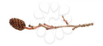 Alder cone on a branch, isolated on white