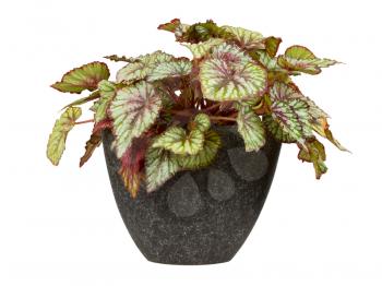 Coleus Verschaffeltii in a pot isolated over white background