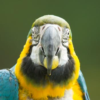 Close-up of a macaw parrot in nature