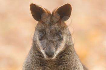 Close-up swamp wallaby in a dutch zoo, selective focus on the eyes