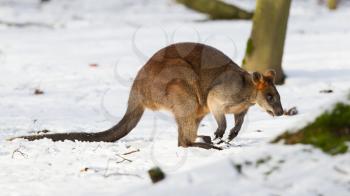 Close-up of a swamp wallaby in the snow