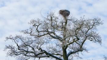 Old stork nest in a tree, covered with snow