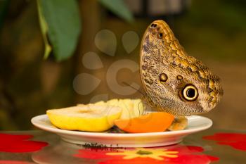 Large butterfly sitting on a plate of food