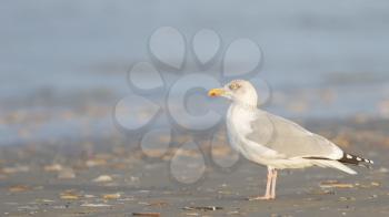 Herring gull on a beach in Holland