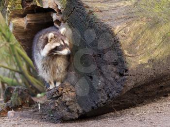 Adult raccoon at his nest, Leeuwarden, Holland