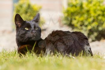 Black cat is sitting on the grass, summer