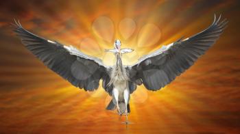 Great Blue Heron in flight, fish in beak, mystic background